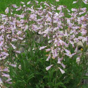 Penstemon Hirsutus - Hairy Beardtongue seed