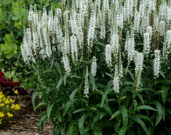 Veronica Longifolia Alba seed