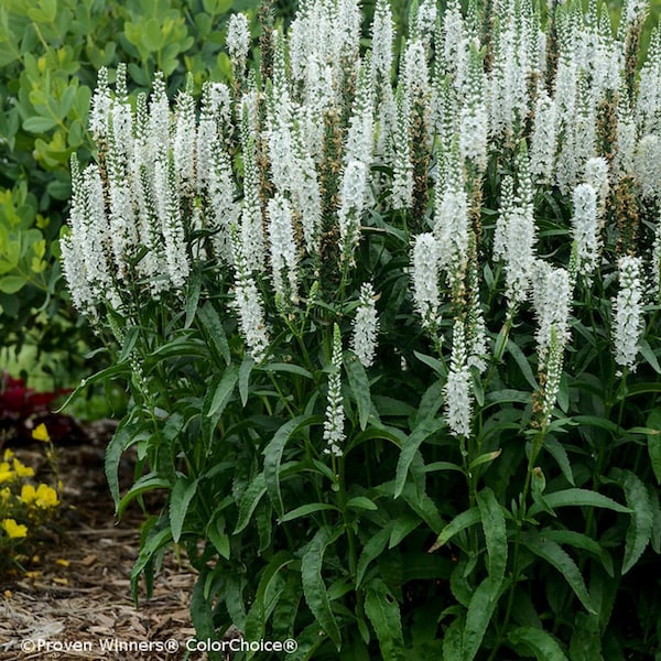 Veronica Longifolia Alba seed