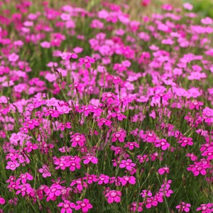 Dianthus Deltoides Maiden Pink seed image 2