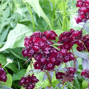 Dianthus Barbatus Nigrescens Black Sweet William seed image 2