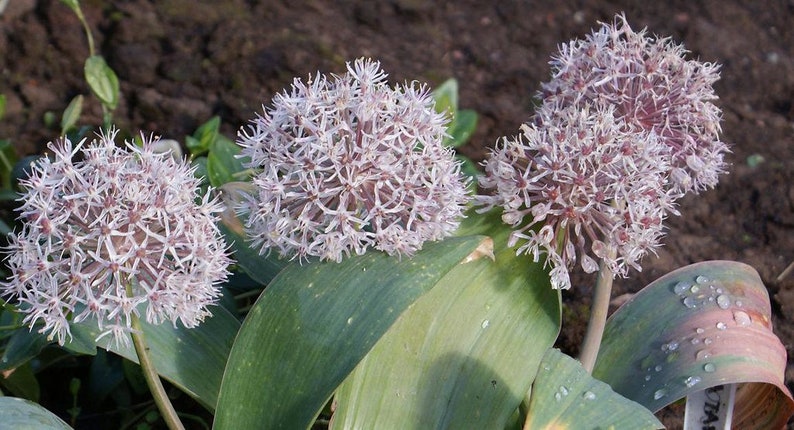 Allium Karataviense seed image 3