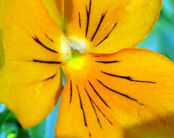 Viola cornuta - Chantreyland seed