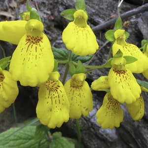 Calceolaria Biflora Goldcap seed image 1