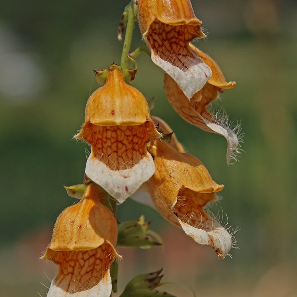 Digitalis Laevigata - Grecian Foxglove seed     only 75 cents Shipping on single or multiple items!!