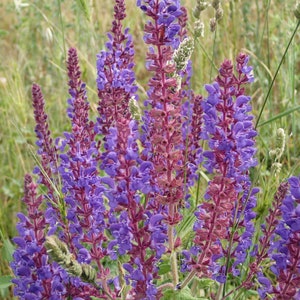Salvia Amplexicaulis - Stem Clasping Violet Sage seed
