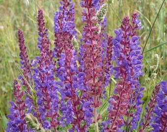 Salvia Amplexicaulis - Stem Clasping Violet Sage seed