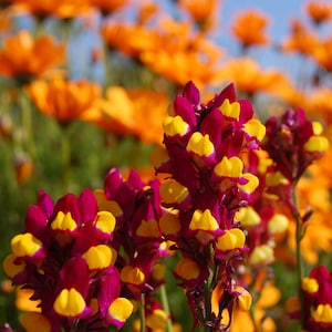 Linaria Reticulata - Spanish Dancer seed