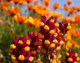 Linaria Reticulata - Spanish Dancer seed