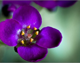 Alyssum - Lobularia Maritima - Oriental Nights seed