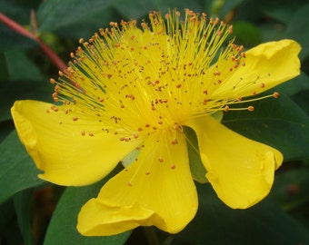 Hypericum Calycinum 'Rose of Sharon' seed