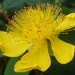 see more listings in the E  F  G  H  Flower Seed  section