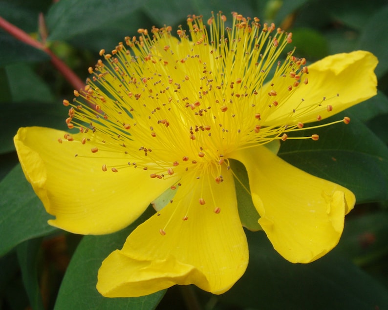 Semilla de Hypericum Calycinum 'Rosa de Sharon' imagen 1