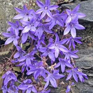 Campanula Poscharskyana - Serbian Bellflower seed