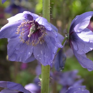 Poppy Meconopsis Horridula seed image 1