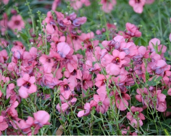 Diascia Barberae - Pink Queen seed