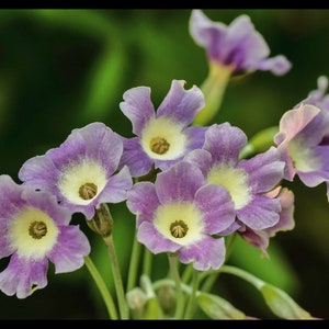 Primula Alpicola Mixed Colors seed image 2