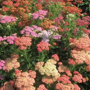 Achillea Millefolium - Summer Berries Mix seed