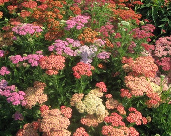 Achillea Millefolium - Summer Berries Mix seed