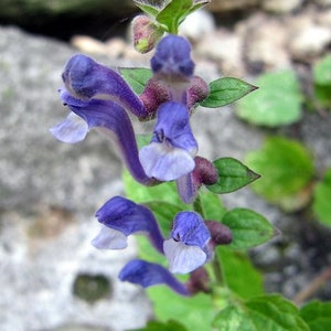 Scutellaria Altissima - Tall Skullcap seed