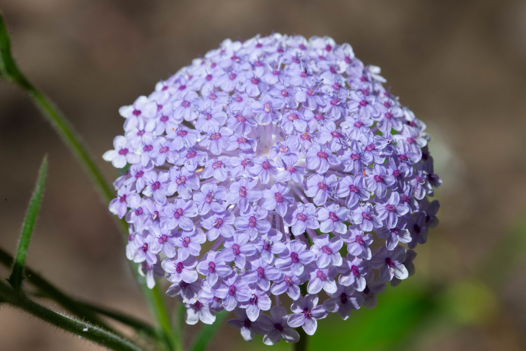 Coerulea - Etsy