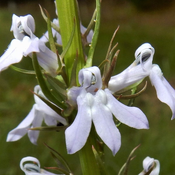 Lobelia Spicata - Pale Spiked Lobelia seed