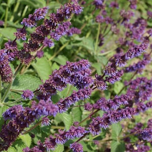 Salvia Verticillata seed image 1