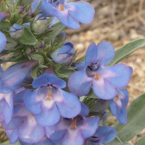 Penstemon Angustifolius - Narrowleaf Beard Tongue seed