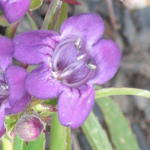 Penstemon x Mexicale Sunburst Amethyst seed image 3