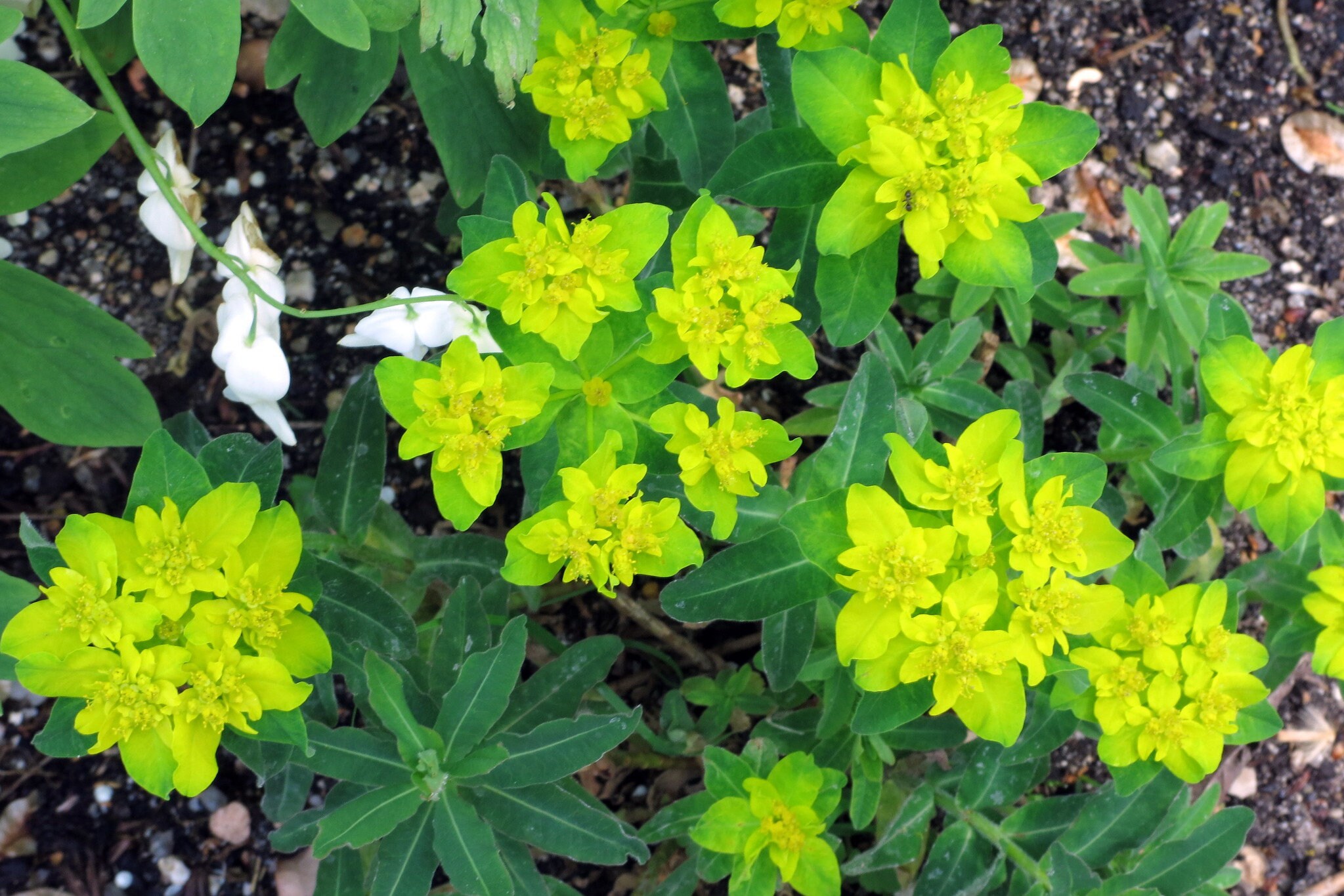 Euphorbia Polychroma Cushion Spurge seed 75 cent Shipping Etsy