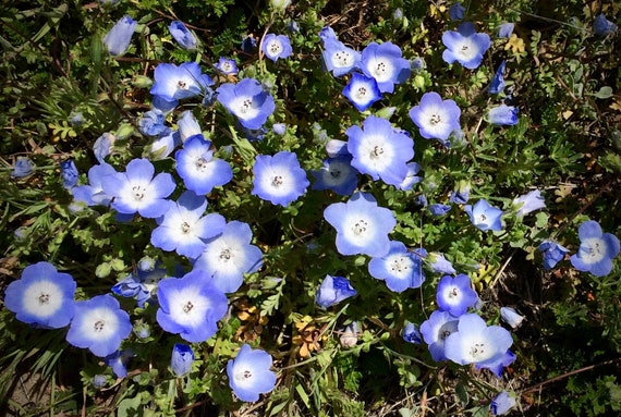 Nemophila-mix.jpg