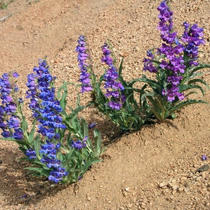 Penstemon Alpinus seed image 3