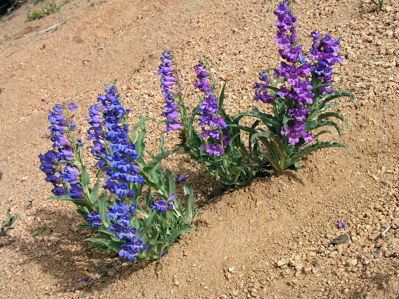 Penstemon Alpinus seed image 3