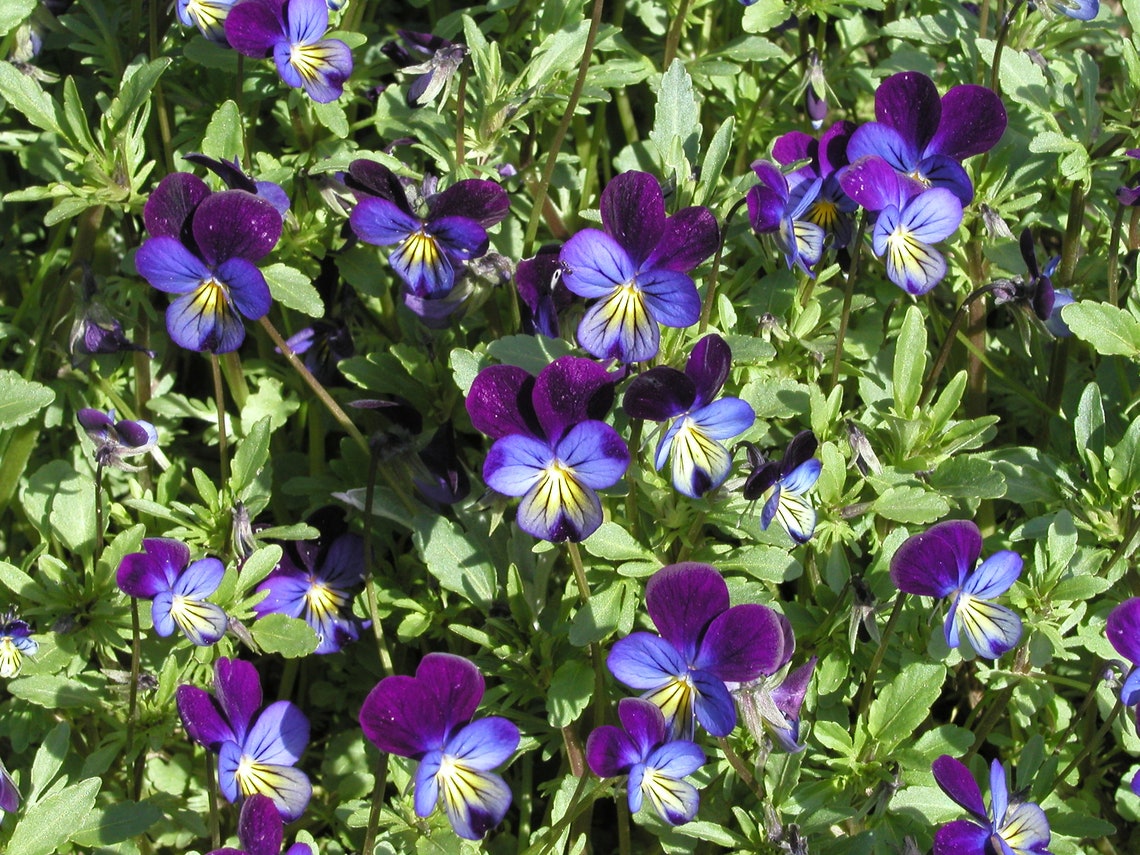 Viola Tricolor Helen Mount Johnny Jump up Seed Only 75 Cents Etsy