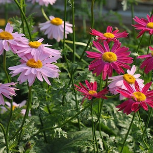 Tanacetum Coccineum - Painted Daisy Mixture seed