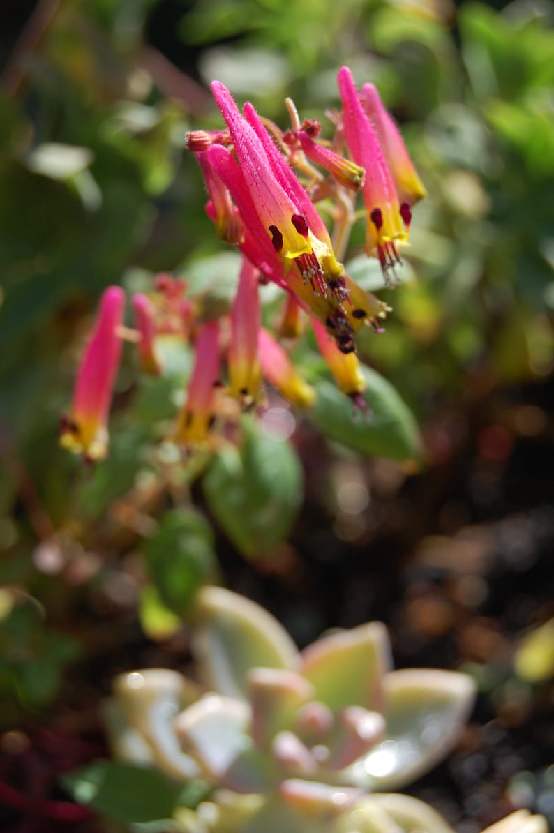 Cuphea Ignea Cigar Plant Coan Rose seed image 3