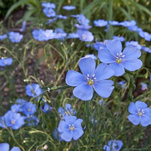 Linum Perrene - Blue Flax seed