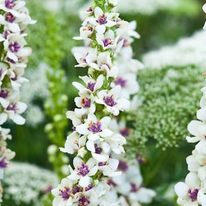 Verbascum Chaixii Album - Nettle-Leaved Mullein seed