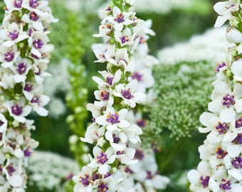 Verbascum Chaixii Album - Nettle-Leaved Mullein seed