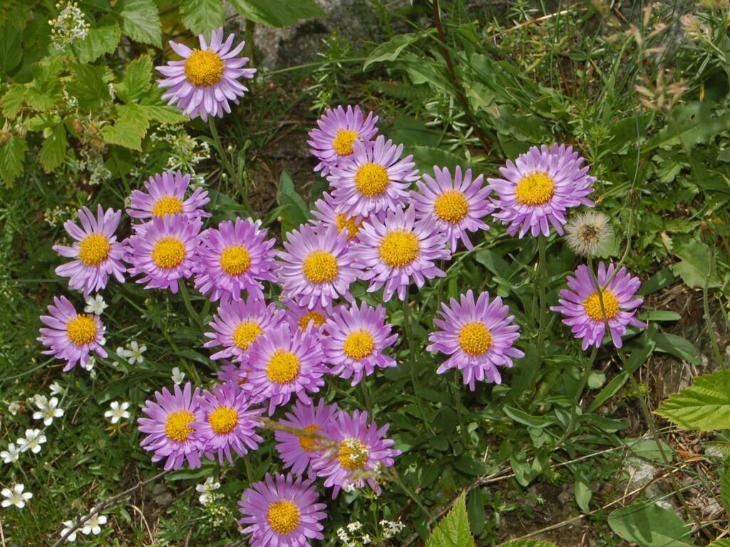 Aster Alpinus Goliath seed           75 cent shipping on entire order