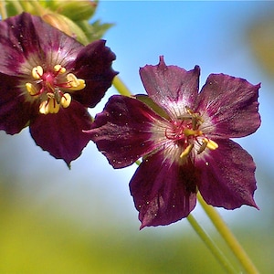 Geranium Phaeum seed image 1