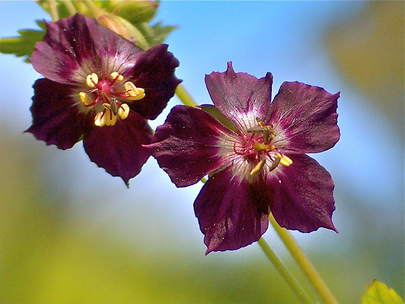 Geranium Phaeum seed image 1