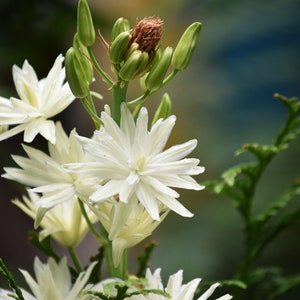 Camassia Leichtinii Alba Leichtins Camass Seed image 8