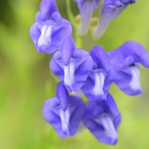 Scutellaria baicalensis seed