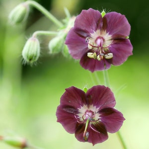 Geranium Phaeum seed image 4