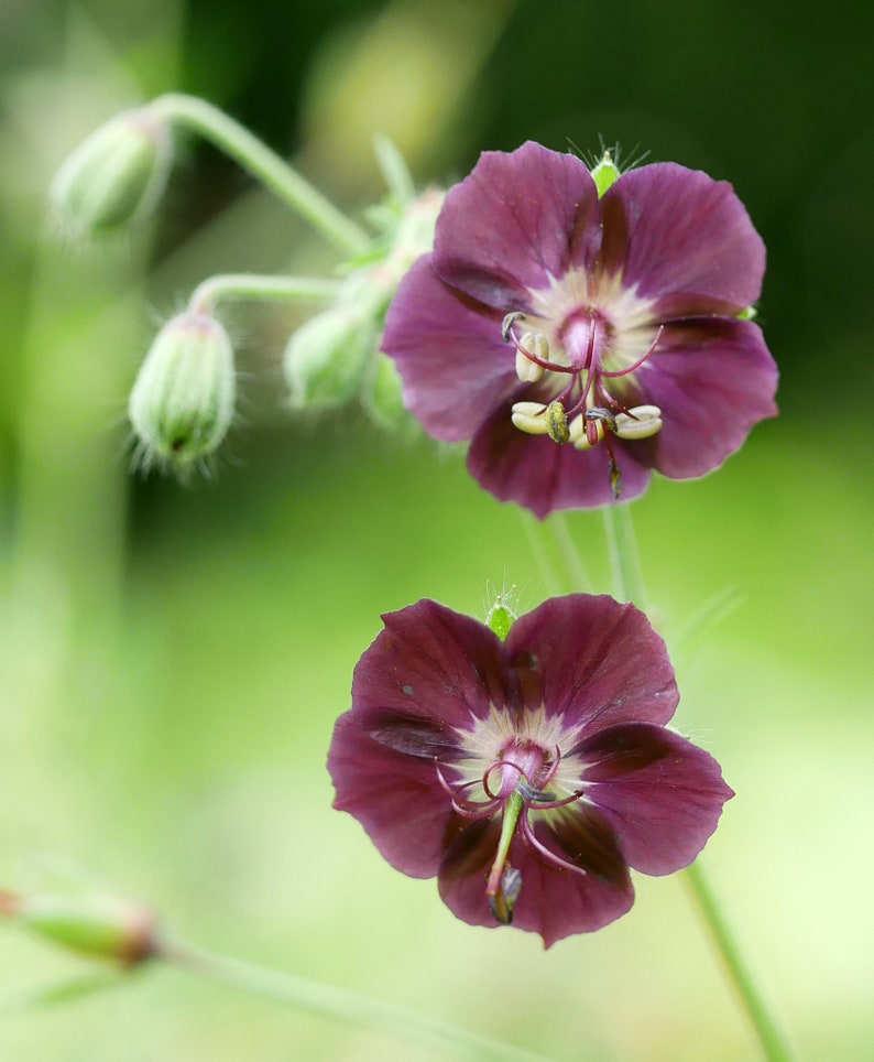 Geranium Phaeum seed image 4