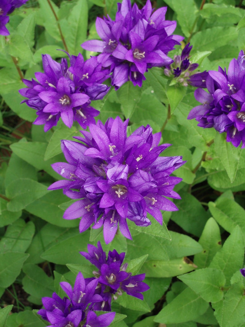 Campanula Glomerata Acaulis Cluster Bellflower seed image 1