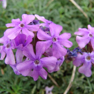Verbena Tenuisecta - Moss Verbena seed