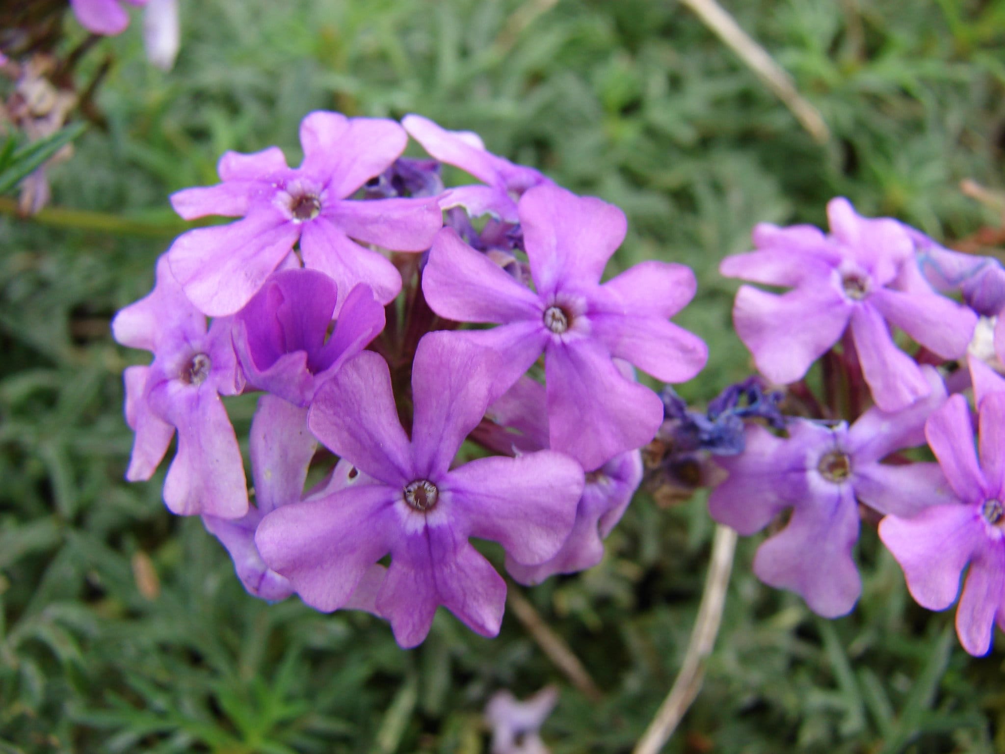Verbena Tenuisecta Moss Verbena seed only 75 cents Etsy