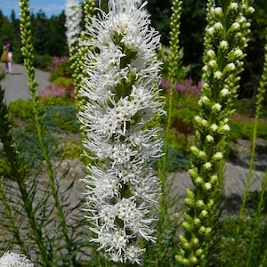 Liatris Spicata Floristan white seed image 3